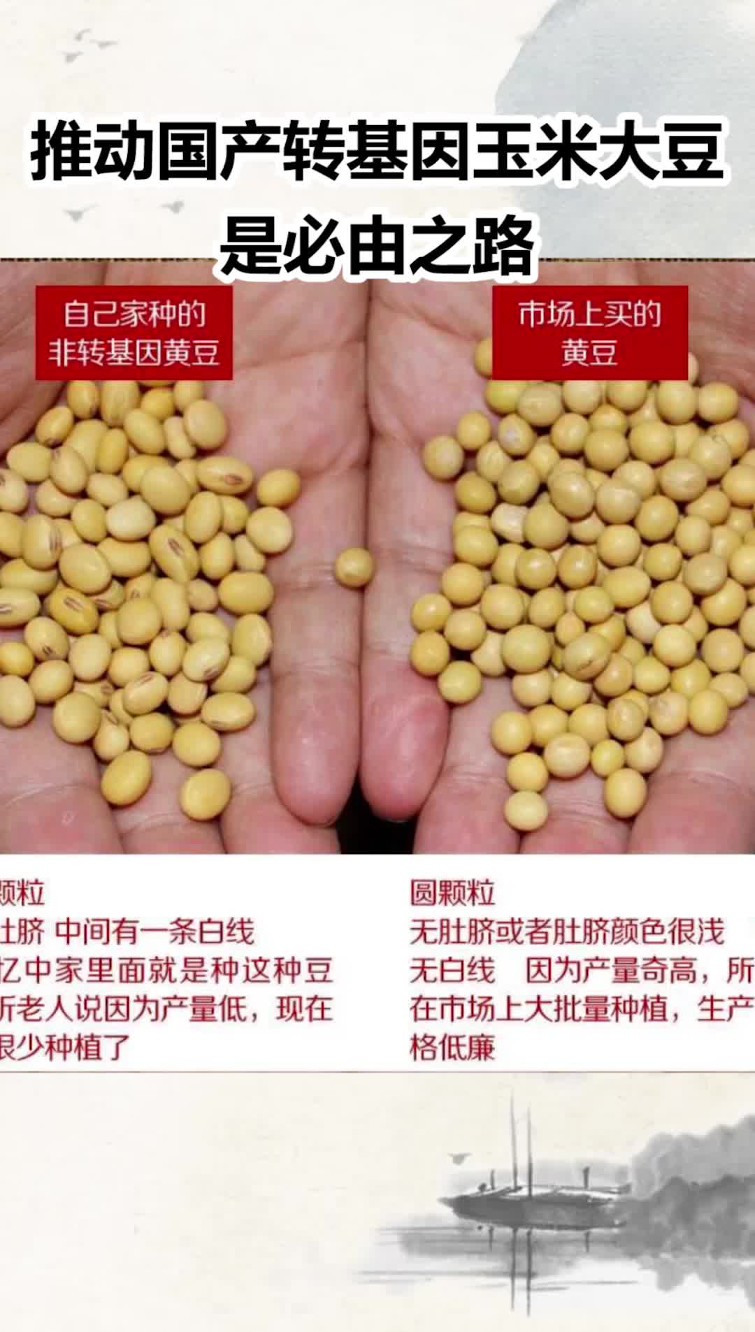 推动国产转基因玉米大豆是必由之路